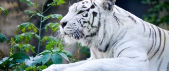 Photo: White Tiger