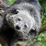 Photo: Binturong