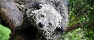 Photo: Binturong