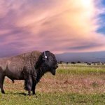 Photo: Bison