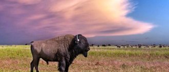 Photo: Bison