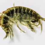 Amphipod photo