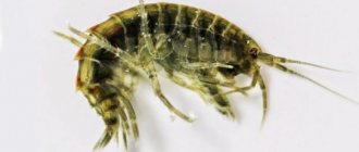 Amphipod photo