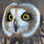 Photo: Short-eared owl