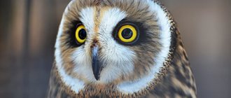 Photo: Short-eared owl