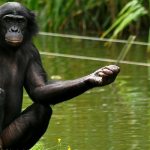 Photo: Bonobos