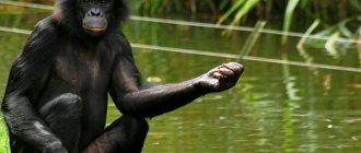 Photo: Bonobos