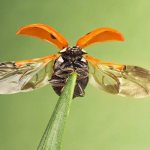 Photo: Ladybug