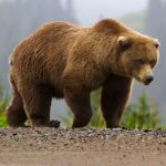 photo of a brown bear