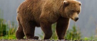 photo of a brown bear