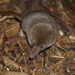 Photo: Shrew