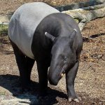 Photo: Black-backed tapir