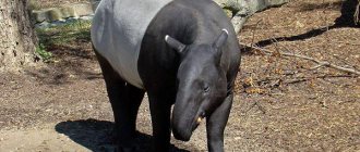 Photo: Black-backed tapir