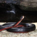 Photo: Black snake