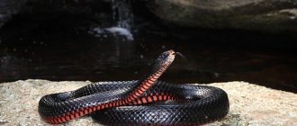 Photo: Black snake