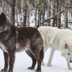 photo of black and white wolfdog