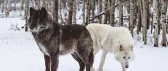 photo of black and white wolfdog