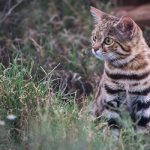 Photo: Black-footed cat