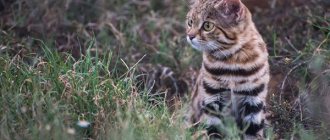 Photo: Black-footed cat