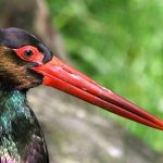 Photo: Black Stork