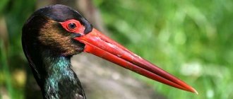 Photo: Black Stork