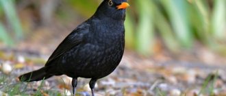 Photo: Blackbird