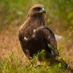 Photo: Black kite