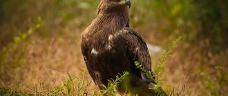 Photo: Black kite