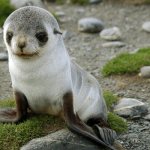 Photo: Baby eared seal