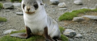 Photo: Baby eared seal