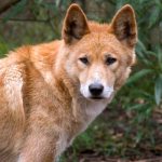 Photo: Dingo