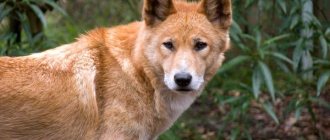 Photo: Dingo