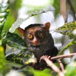 Photo of tarsiers description