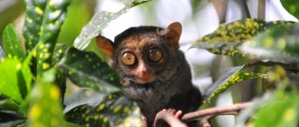 Photo of tarsiers description