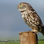 Photo: Little Owl