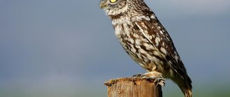 Photo: Little Owl