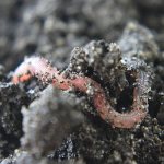 Photo: Earthworm