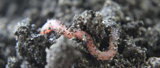 Photo: Earthworm