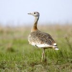 bustard photo