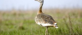 bustard photo