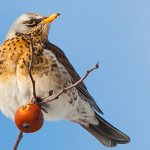 Photo: Fieldfare