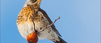 Photo: Fieldfare