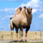 Photo: Bactrian camel