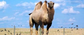 Photo: Bactrian camel