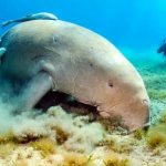 Photo: Dugong