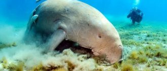 Photo: Dugong