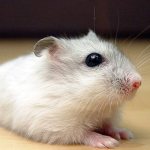 Photo: Djungarian hamster