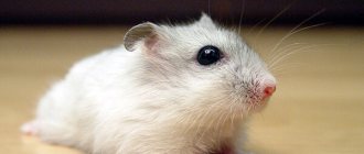 Photo: Djungarian hamster