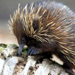 Photo: Echidna