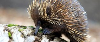 Photo: Echidna